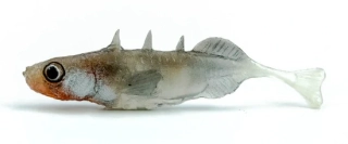 Gumová nástraha ANGRY Stickleback F-Tail 6N - 6 cm
